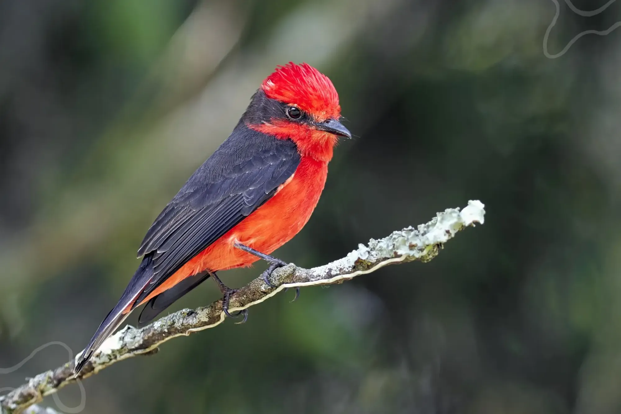 Cuiabá sediará maior evento de observação de aves no parque Massairo Okamura